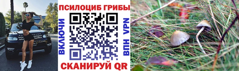 Купить  Щёкино  Псилоцибиновые грибы Psilocybe 